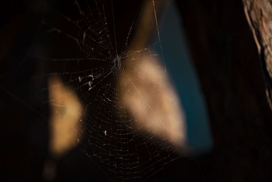 Spinnennetz